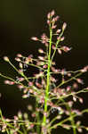 Woolly rosette grass